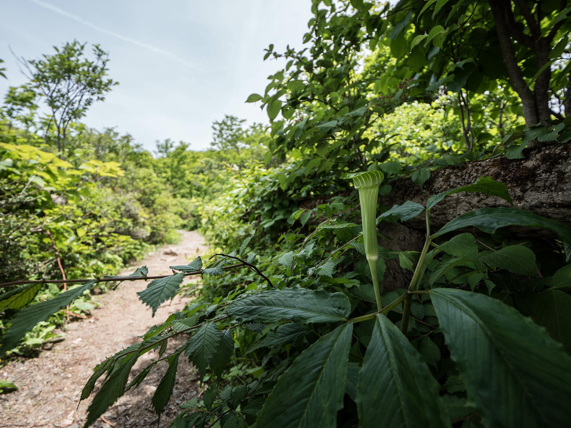 道後山・岩樋山の花々・二_e0015567_15594821.jpg