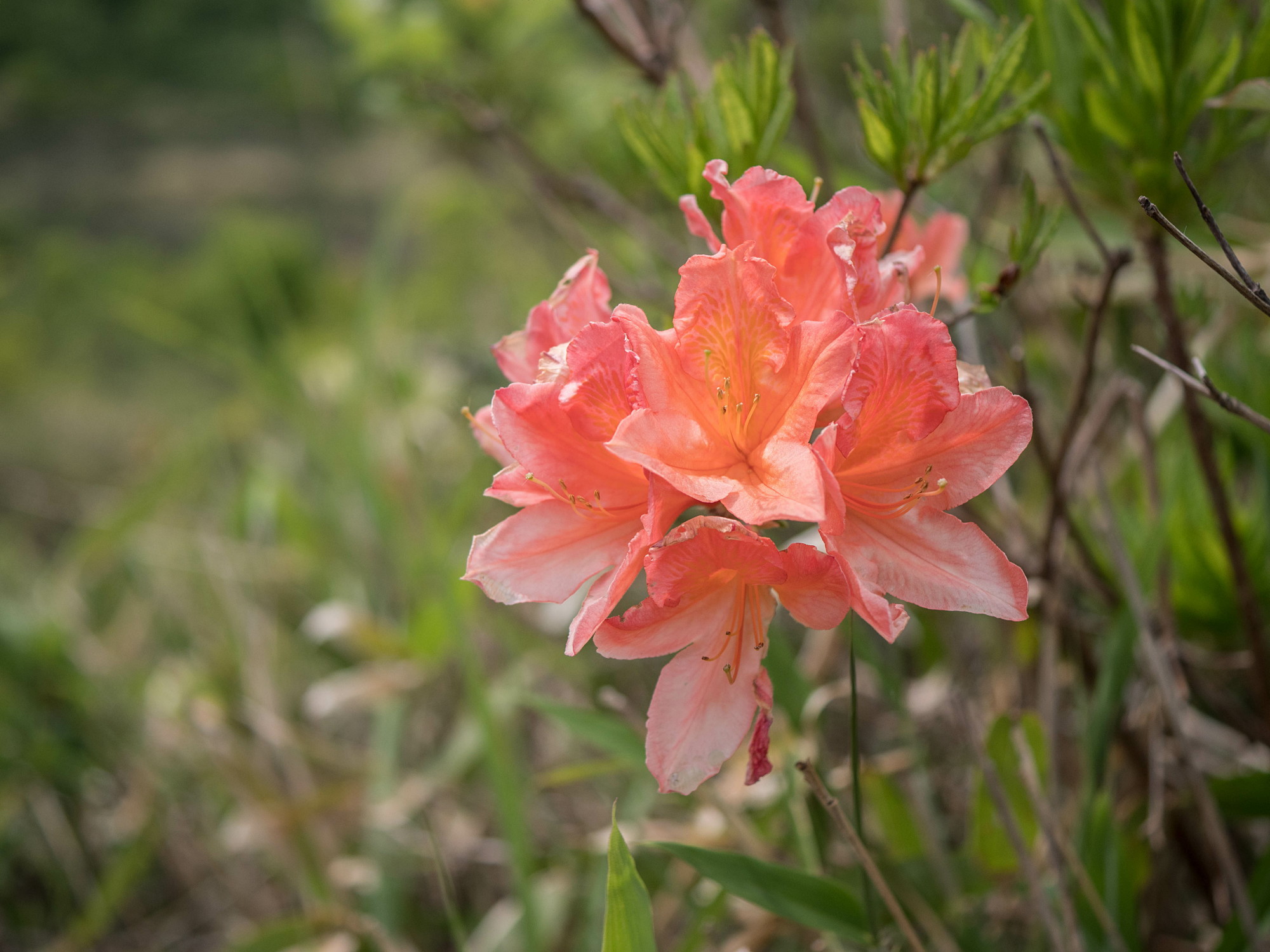 道後山・岩樋山の花々・二_e0015567_16015634.jpg