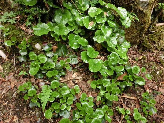 No468 ドウザンツツジ咲く福井頭巾山（ときんざん）_b0185573_14584895.jpg