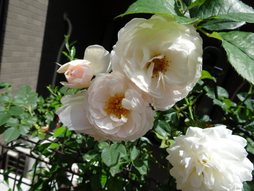 c0340473_08280473.jpg
