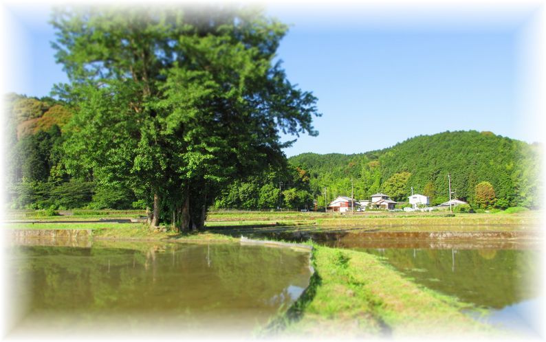石垣のある風景からの…♪_d0175974_20444667.jpg