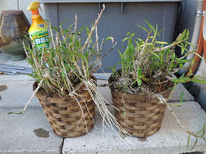 セッコク 風蘭 の植え替え 七ちょめ のブログ