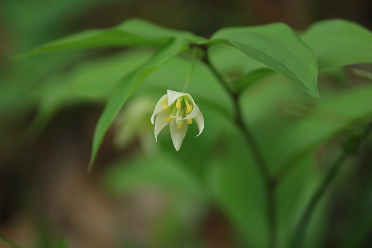 いがり先生の里山ＷＳ　横沢入り_b0246693_09393549.jpg