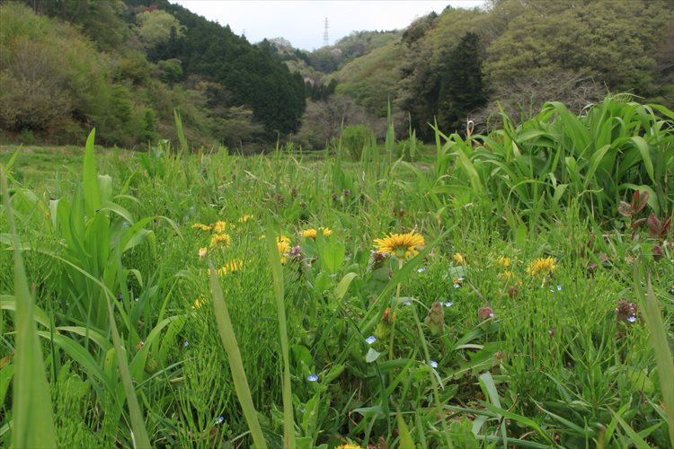 いがり先生の里山ｗｓ 横沢入り 風街角