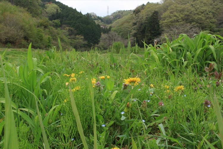 いがり先生の里山ＷＳ　横沢入り_b0246693_09420725.jpg