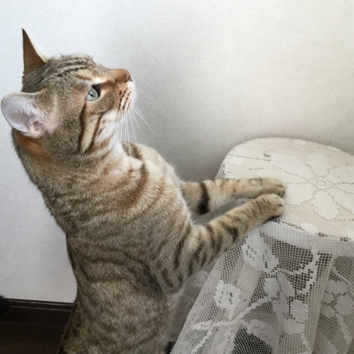 ブローチ ⑶_e0358096_20173000.jpg