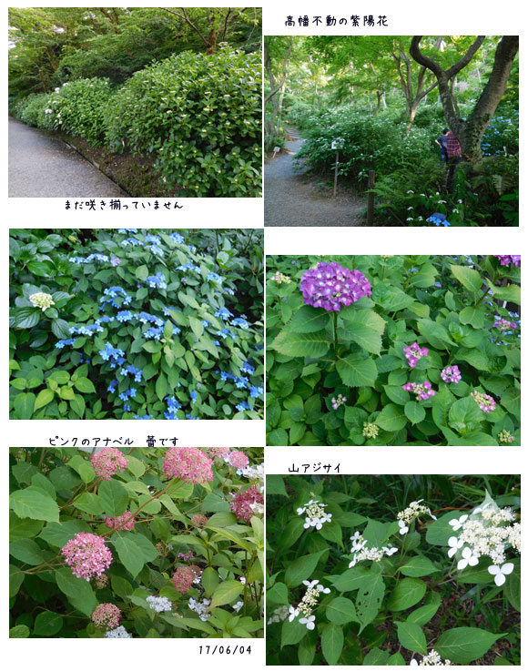 高幡不動の紫陽花_c0051105_0295344.jpg