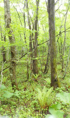 2017年5月28日(日) 北山山林 枝打ち・風倒木処理等_c0173813_00033066.jpg