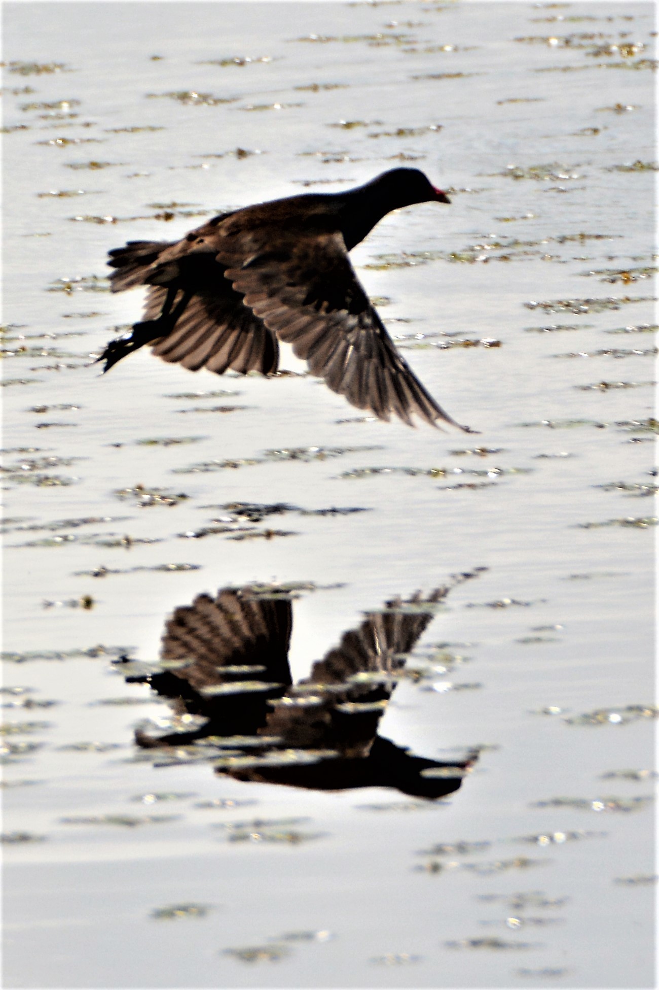 湿原の野鳥たち_d0098721_14274815.jpg