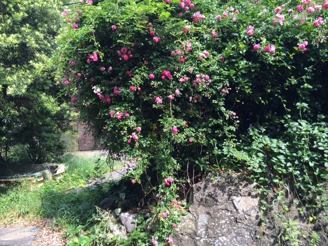 d0360922_08292602.jpg