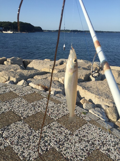 キス釣り三重県伊勢から紀北町への旅 ダディの観察日記