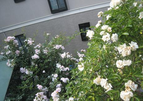 f0166824_10403041.jpg