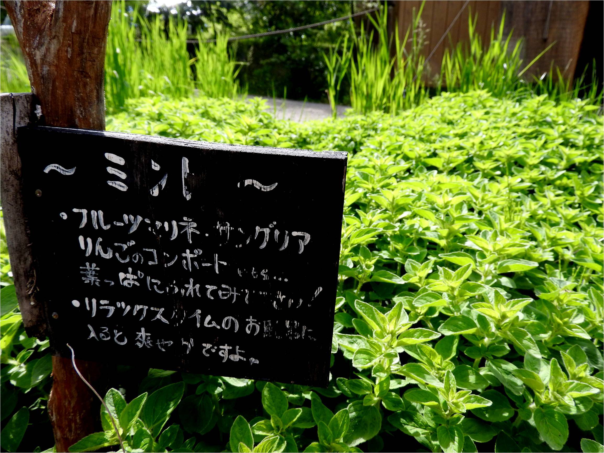6月なのに霜が降りました_b0174425_20282737.jpg
