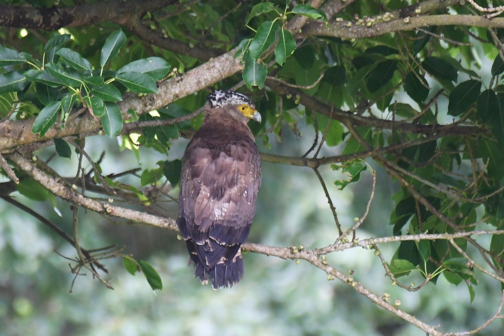 Crested Serpent Eagle_f0350530_12191369.jpg