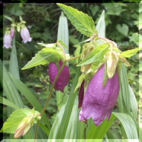 ホタルブクロの花　薄いのと濃い色・・・_e0054438_16372829.jpg