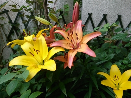 c0348441_17174211.jpg