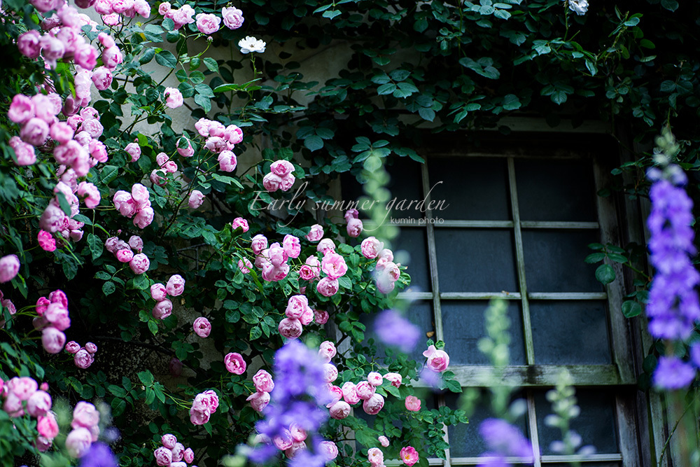 Early summer garden   Pink rose_c0294943_20493653.jpg