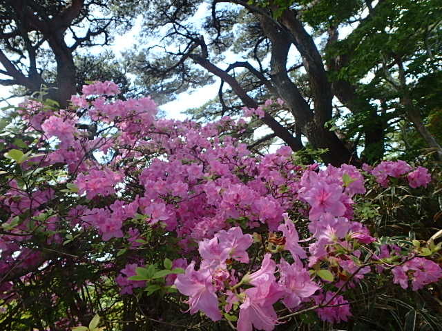 六甲全山縦走路　花のトレッキング　おじさんの休日_f0334143_835177.jpg