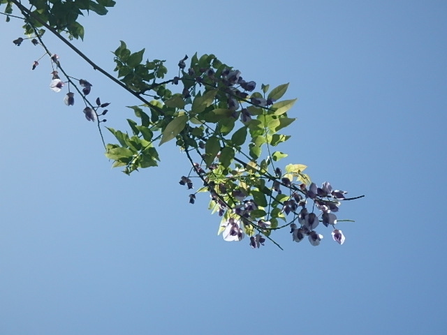 六甲全山縦走路　花のトレッキング　おじさんの休日_f0334143_8352464.jpg