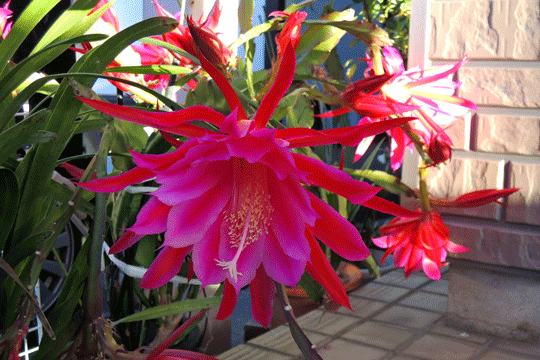 c0093046_19143447.gif