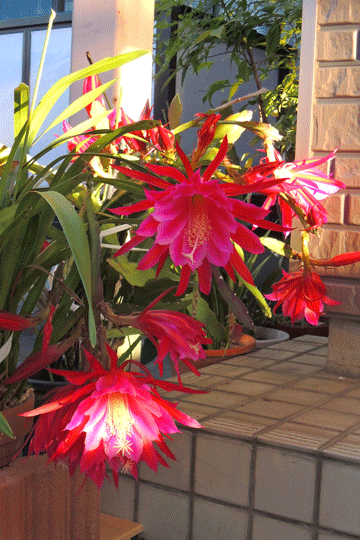 c0093046_19144978.gif