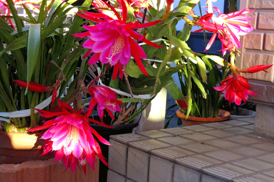 c0093046_1915418.gif