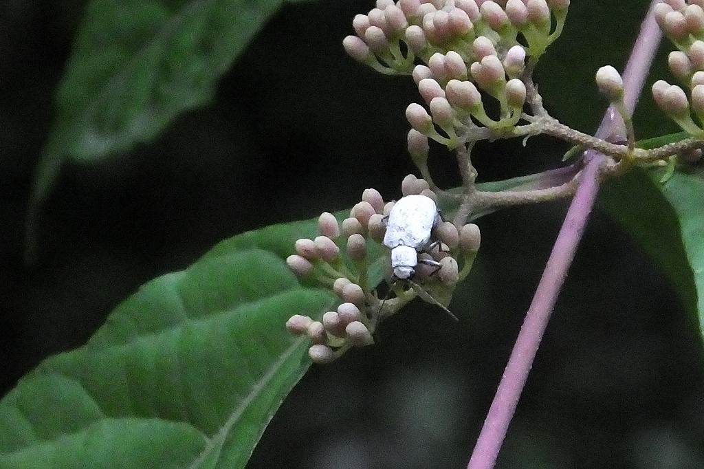 散歩で出会った蝶ヤトンボや、見慣れない虫も_b0236251_12005800.jpg