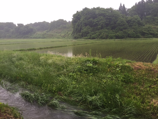 雨が続いていますね_b0311459_637240.jpg