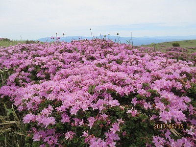 ミヤマキリシマ（深山霧島）_a0093965_23121695.jpg