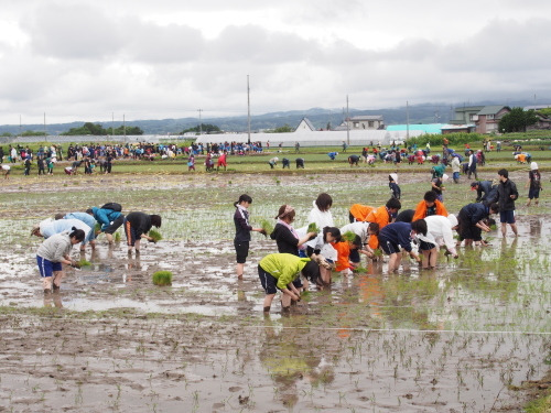田舎館村第1田んぼアート田植え_2017.06.05_d0131668_17440943.jpg