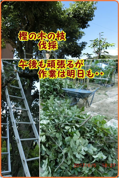 樫の木の枝伐採　終活は難しいが・・_d0007071_21105726.jpg