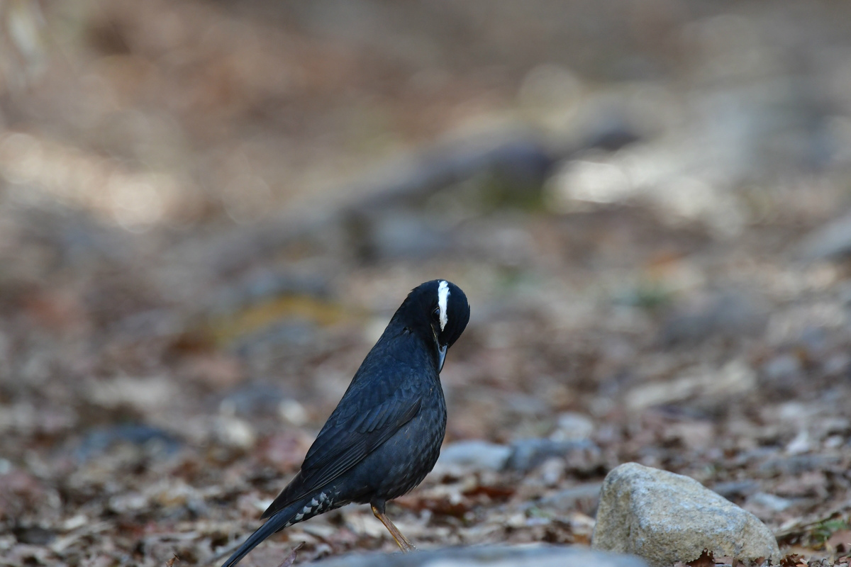マミジロ 虫取 虫捕り_f0053272_21300469.jpg