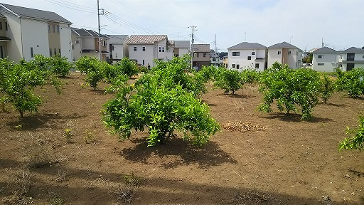 e0020682_11304328.jpg