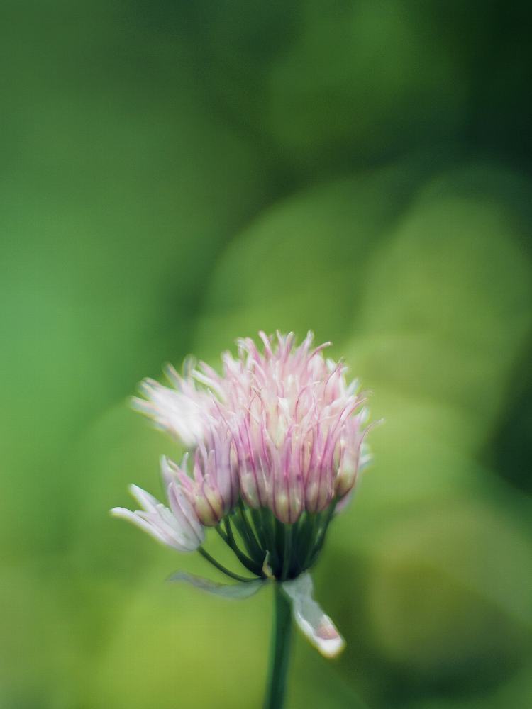 ハーブ園の花たち　１_f0364086_23005307.jpg