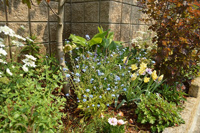 初夏からの寄せ植え_a0233896_16375554.jpg