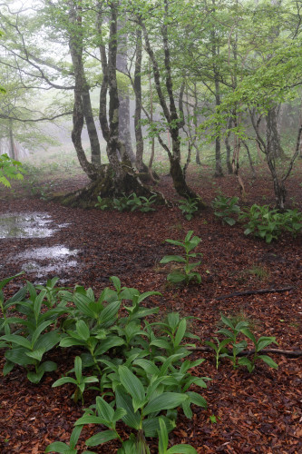 雨上がりのバイケイソウ_e0366896_21100421.jpg