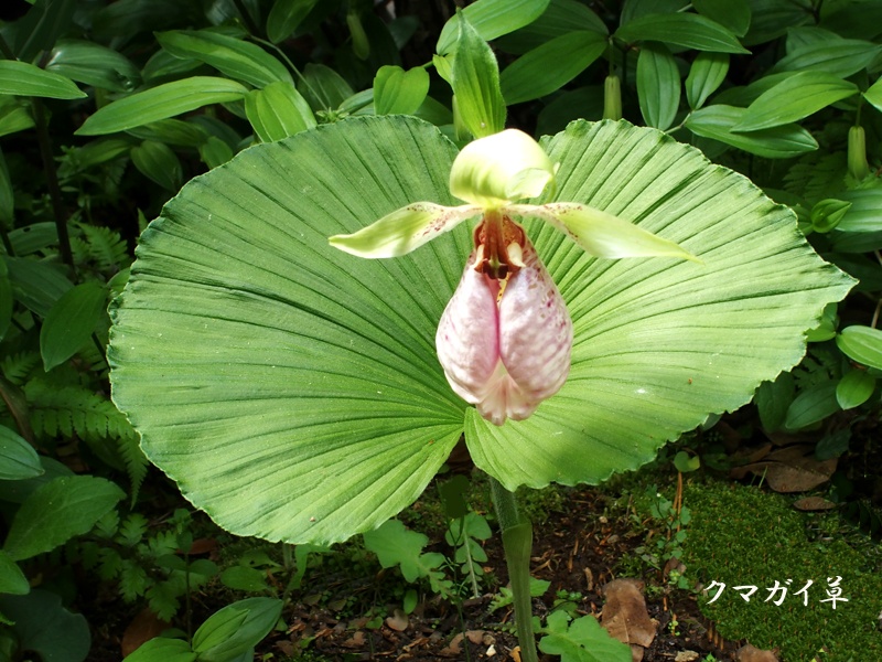 e0039703_0475798.jpg