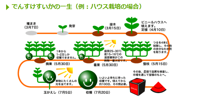 黒いスイカの着果状況…2017/6/6_f0231709_22293918.png