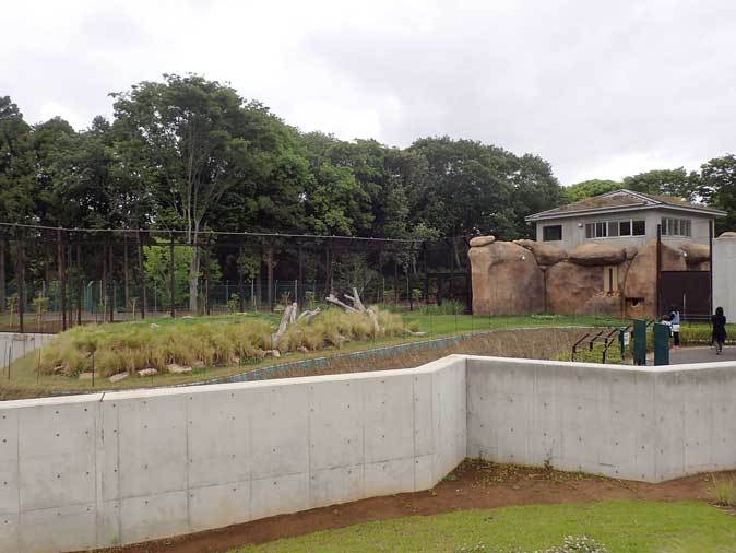 千葉市動物公園のライオン トウヤ と アレン 続々 動物園ありマス