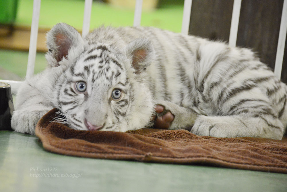 2017.5.28 群馬サファリパーク☆ホワイトタイガーのエールくん【White tiger】_f0250322_22274828.jpg