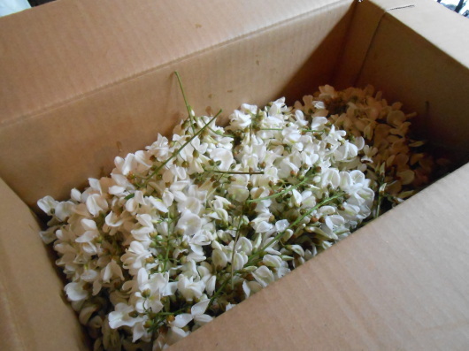 アカシアの花とブドウの若芽の天ぷら 季節の恵みです のび丸亭の 奥様ごはんですよ 日本ワインと日々の料理 アカシアの花とブドウの若芽の天ぷら 季節の恵みです のび丸亭の 奥様ごはんですよ 日本ワインと日々の料理