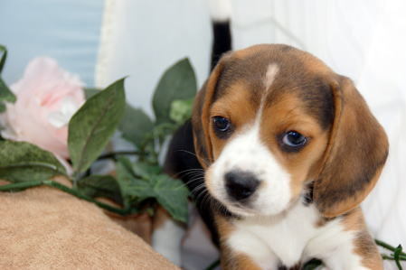 お手入れ簡単短毛犬種ビーグル販売中 仙台市ペットショップ 角田市 丸森町 宮城 仙台ペットショップ鈴花 お手入れ簡単短毛犬種ビーグル販売中 仙台市ペットショップ 角田市 丸森町 宮城 仙台ペットショップ鈴花
