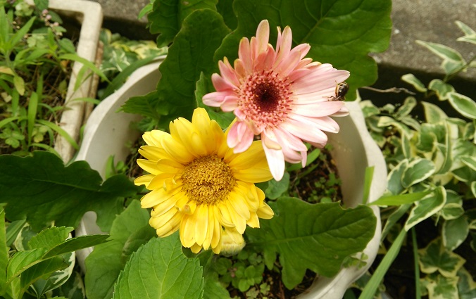 f0002833_12112089.jpg