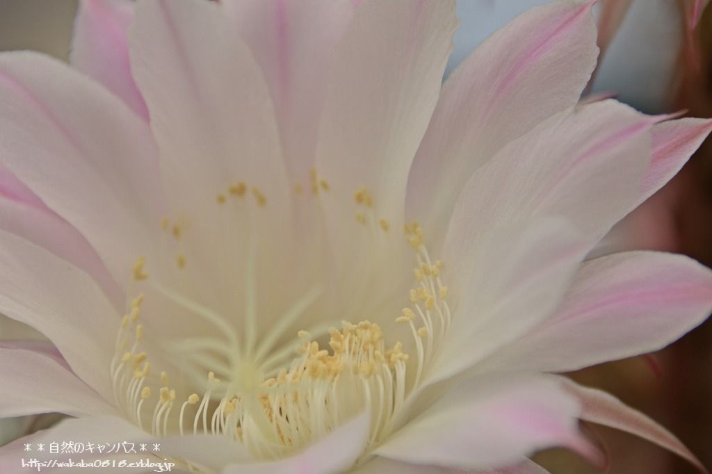 サボテンの花が見事でした＼(◎o◎)／_e0052135_21595518.jpg