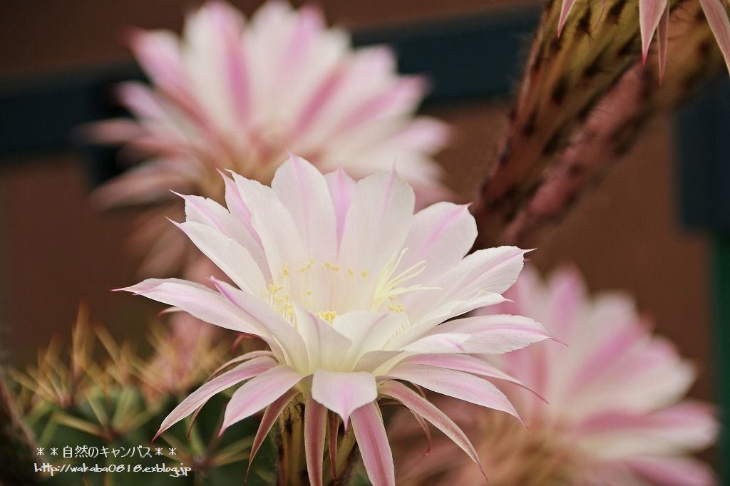 サボテンの花が見事でした＼(◎o◎)／_e0052135_22000218.jpg