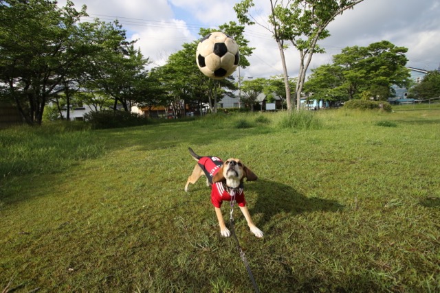 プレゼントの犬用サッカーボール_b0031538_21464629.jpg