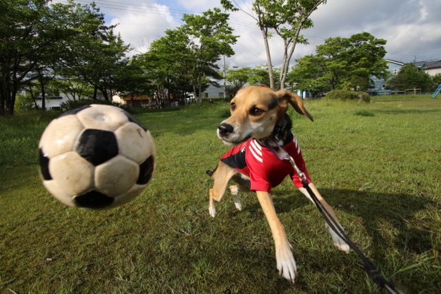 プレゼントの犬用サッカーボール_b0031538_21475114.jpg