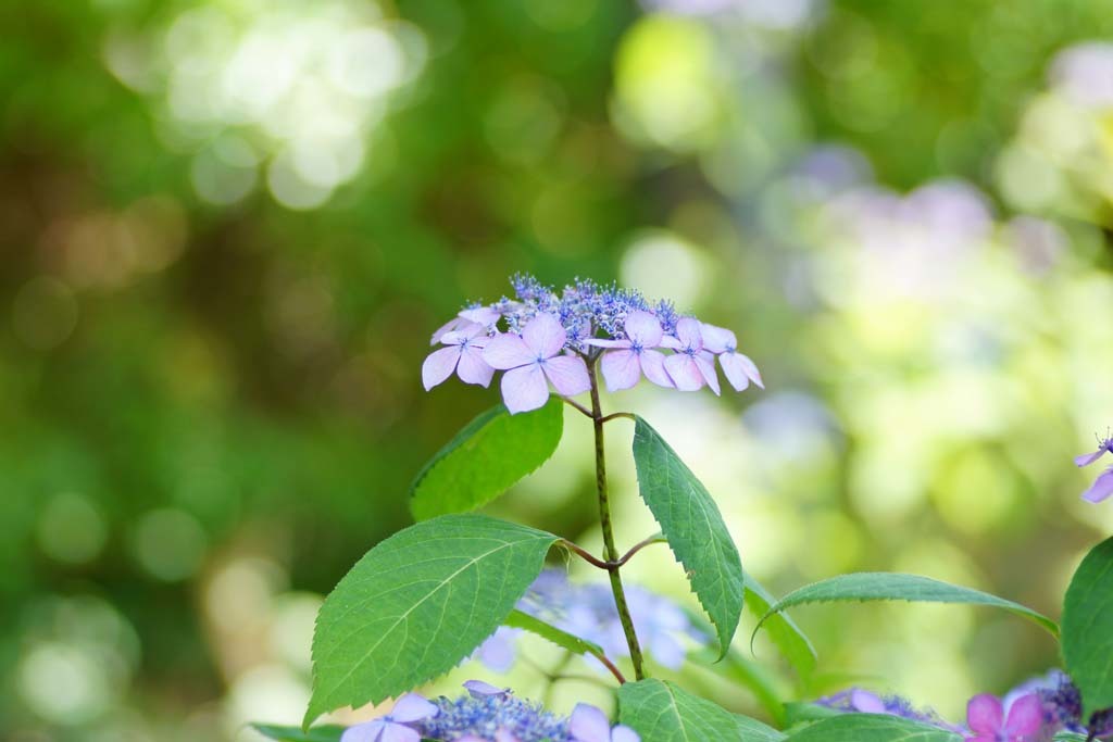 緑地公園の紫陽花@2017-06-05_d0250840_23075087.jpg