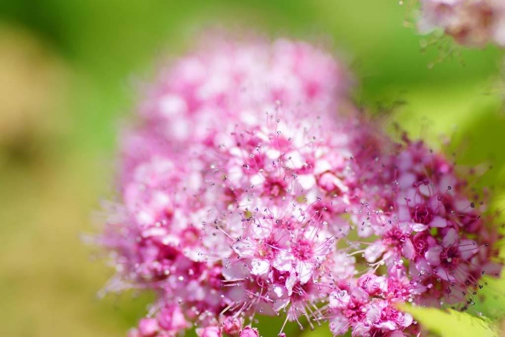 緑地公園の紫陽花@2017-06-05_d0250840_23090352.jpg