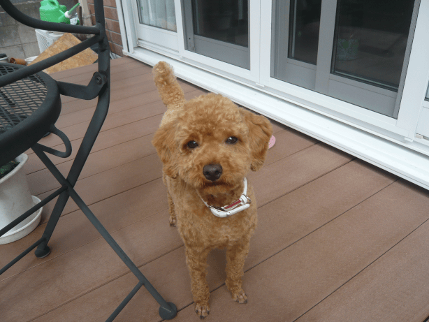 c0365341_22101228.gif